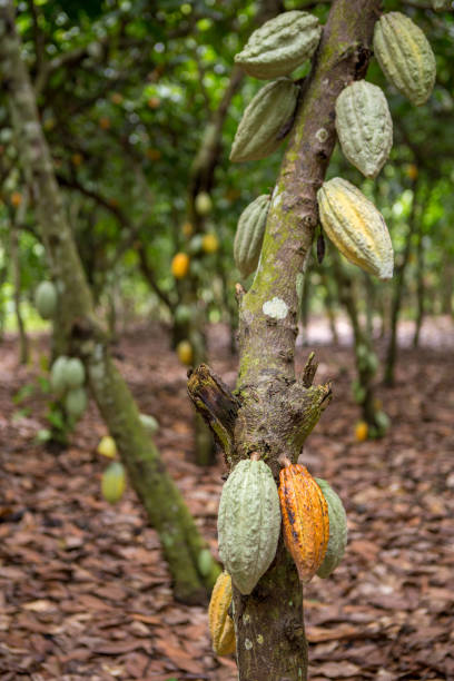 istock Harvest processing of cocoa beans in Kumasi region (Ghana) 2193448325