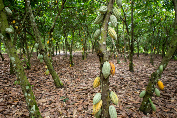 istock Harvest processing of cocoa beans in Kumasi region (Ghana) 2193448341