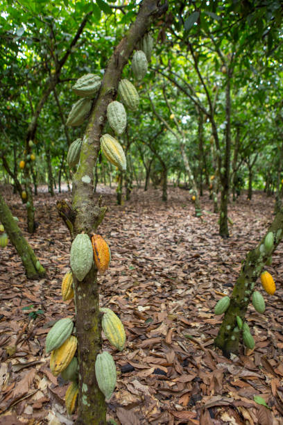 istock Harvest processing of cocoa beans in Kumasi region (Ghana) 2193448357