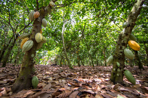 Harvest processing of cocoa beans in Kumasi region (Ghana)