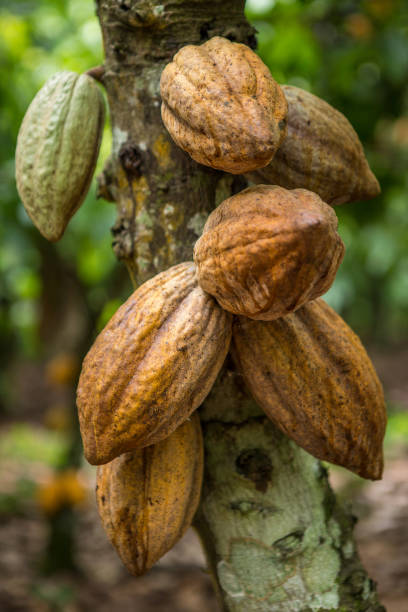 istock Harvest processing of cocoa beans in Kumasi region (Ghana) 2193448376