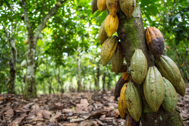 istock Harvest processing of cocoa beans in Kumasi region (Ghana) 2193448392