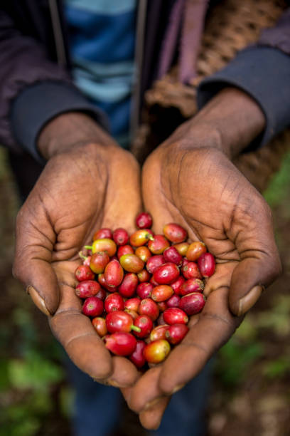istock Wild coffee (Arabica species) in Harenna forest, Oromia region (Ethiopia) 2193448418