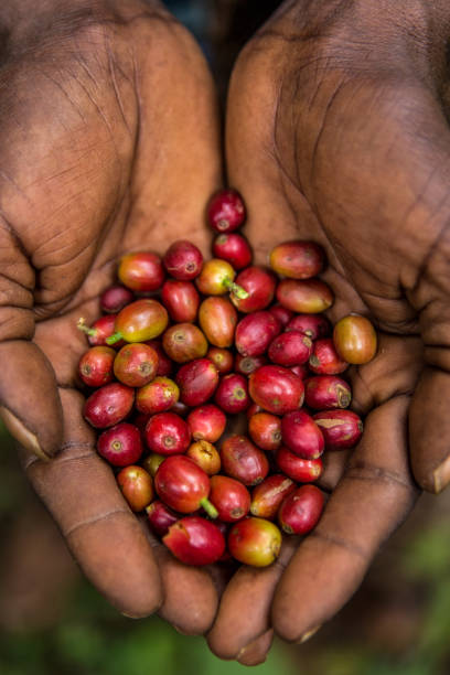istock Wild coffee (Arabica species) in Harenna forest, Oromia region (Ethiopia) 2193448427