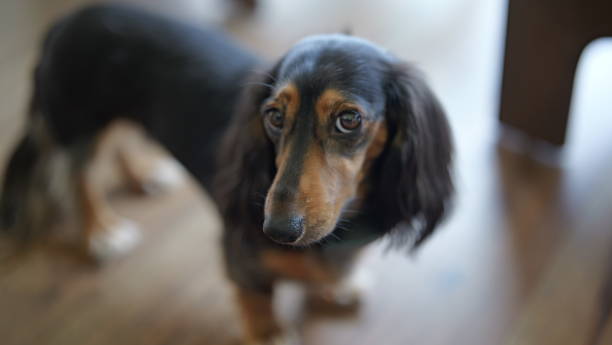 istock Luna the Weiner Dog 2193448483
