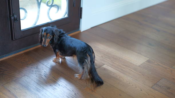 istock Luna the Weiner Dog 2193448484