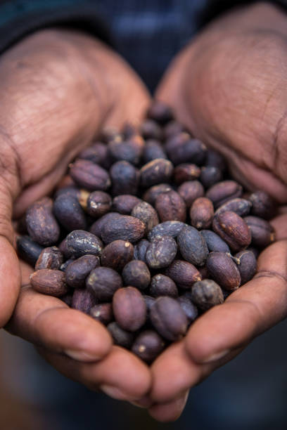istock Wild coffee (Arabica species) in Harenna forest, Oromia region (Ethiopia) 2193448512
