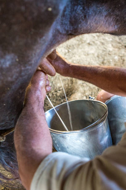 istock Milking the cow in Serra da Canastra - Minas Gerais (Brazil) 2193448696