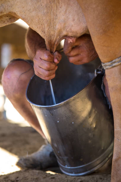 istock Milking the cow in Serra da Canastra - Minas Gerais (Brazil) 2193448764
