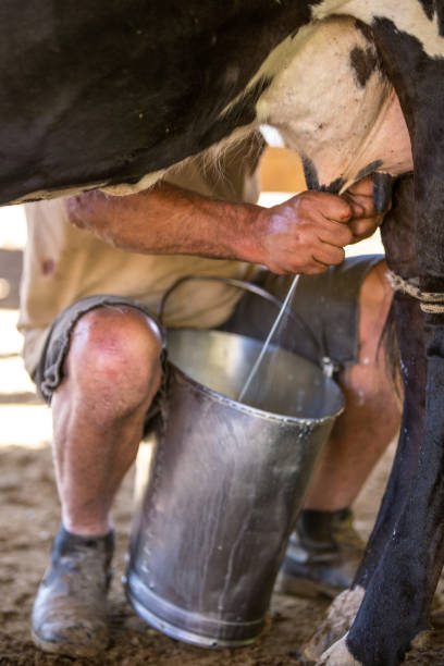 istock Milking the cow in Serra da Canastra - Minas Gerais (Brazil) 2193448794
