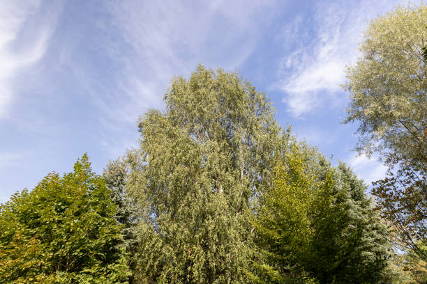 istock tall birches in sunny weather in early autumn 2193448824