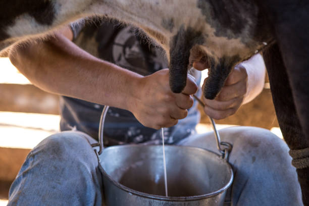 istock Milking the cow in Serra da Canastra - Minas Gerais (Brazil) 2193448918