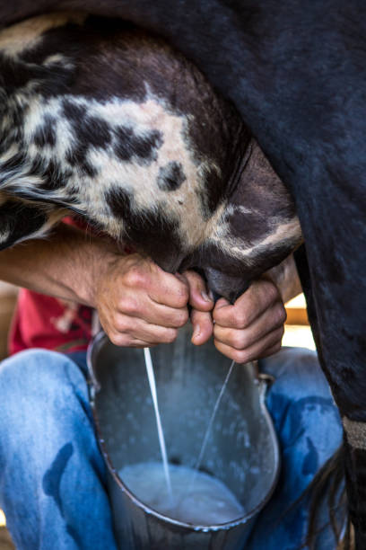 istock Milking the cow in Serra da Canastra - Minas Gerais (Brazil) 2193448945