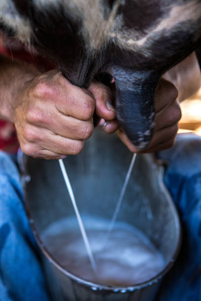 istock Milking the cow in Serra da Canastra - Minas Gerais (Brazil) 2193448962