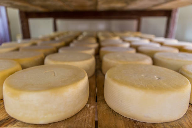 istock Artisanal raw-milk production in Serra da Canastra - Minas Gerais (Brazil) 2193449296
