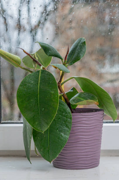 istock Ficus grows in a pot on the windowsill at home 2193449752