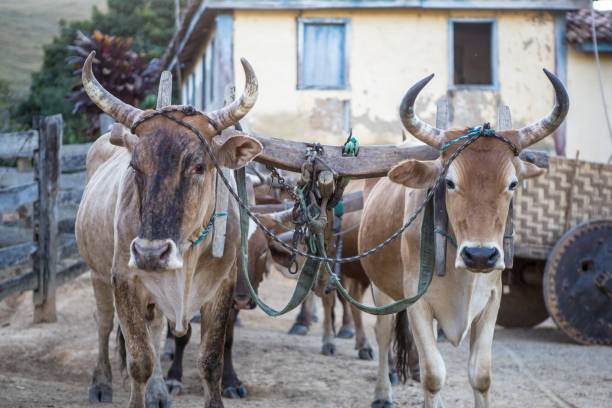 istock Ox cart in Serra da Canastra - Minas Gerais (Brazil) 2193449769