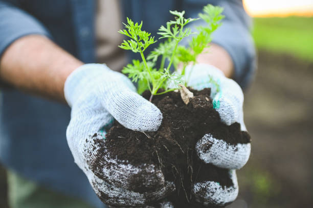 istock farmer holding soil with sprout in his hands 2193450484