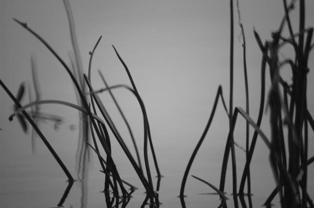 The reeds are reflected in the water. Abstract photo.