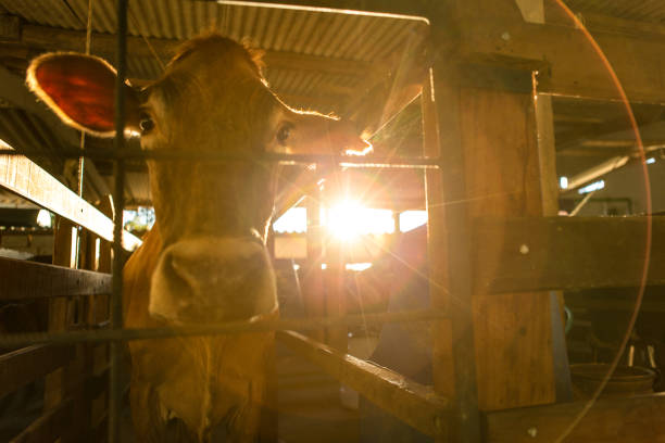 A brown and white cow looks through the bars of its pen on a farm in Lopikerkapel, Utrecht. It appears calm and curious about its surroundings.