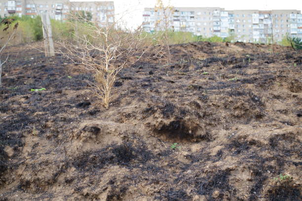 istock Burnt earth and plants. The consequences of the fire. 2193450818