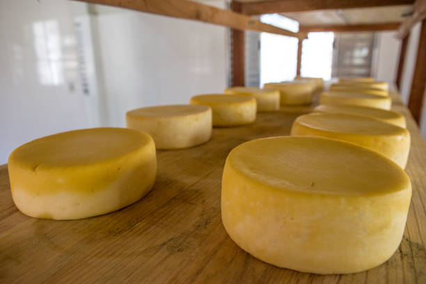 istock Artisanal raw-milk production in Serra da Canastra - Minas Gerais (Brazil) 2193450903