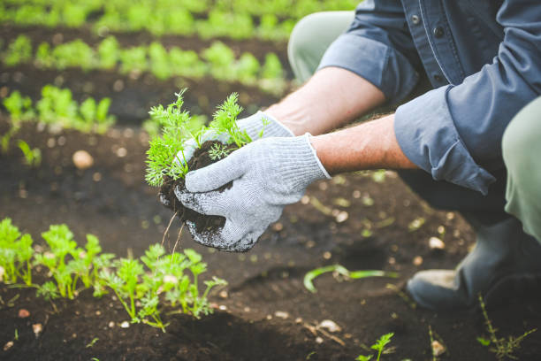 istock farmer holding soil with sprout in his hands 2193451063