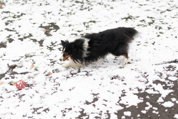 Only One School Girl plays red ball with Sheltie Sheep Dog. Dog Run. Centre of Cracow. Snowing Snow.