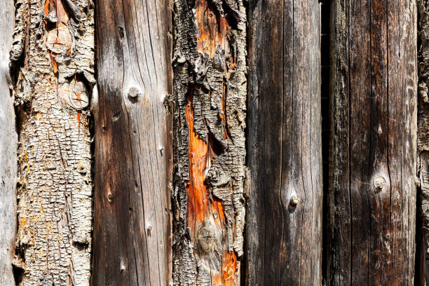 istock Close-up of tree bark texture background showcasing natural wood patterns and rough grainy surface, organic material and carbon neutrality 2193451623