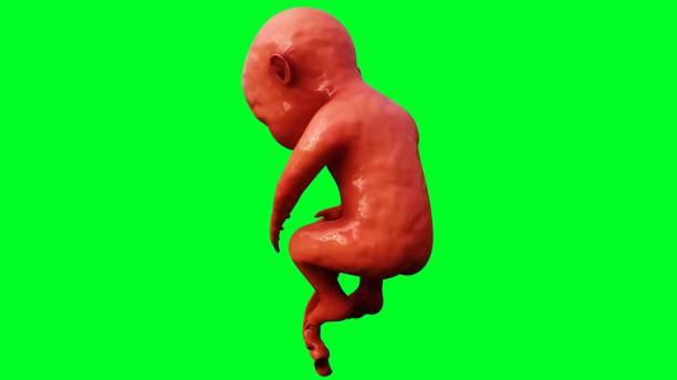 istock unborn baby fetus in amniotic sac. Realistic green screen. 3d rendering. 2193451907