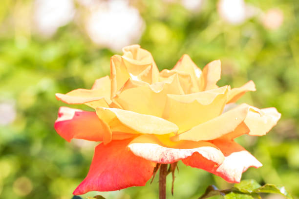 Spring colors in the Botanical Garden of Bucharest