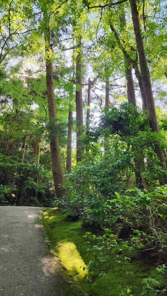 istock Traveling in Japan 2193453112