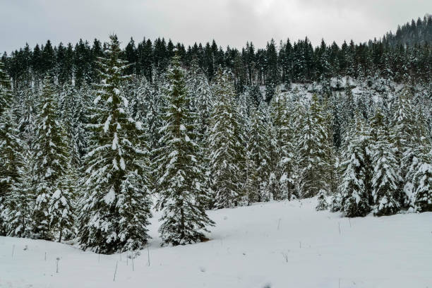 Winter Wonderland Landscapes