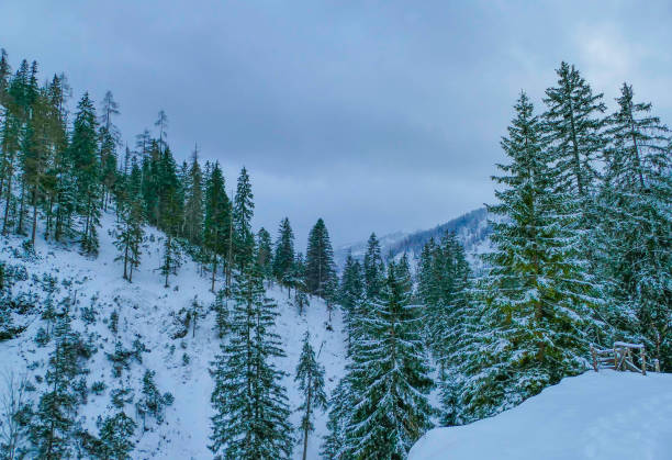 istock Fir trees in Winter Landscape Bavaria 2193454324