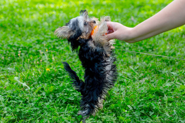 istock Playful yorkshire terrier puppy standing on hind legs in green grass 2193454863