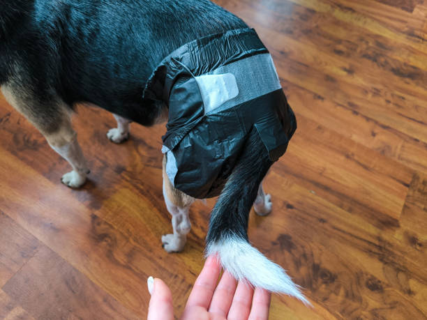 Какие породы собак можно приучить к туалету дома?