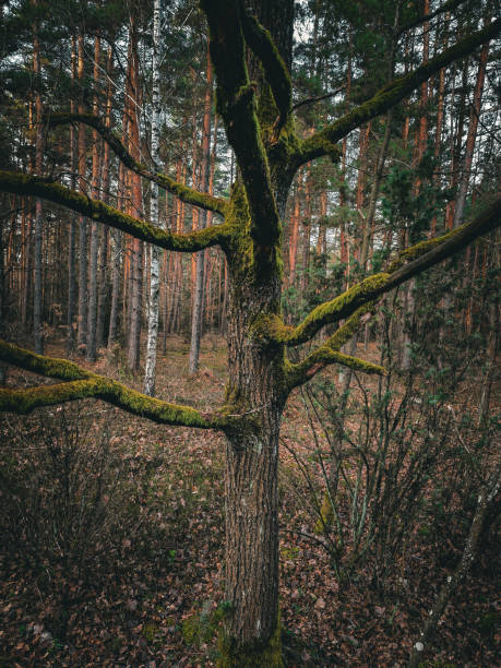 A branchy sprawling fabulous mossy tree in the forest. Moss on a tree. High quality photo