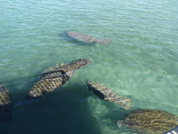 istock Manatees and calves (Trichechus) - profile 2193460535