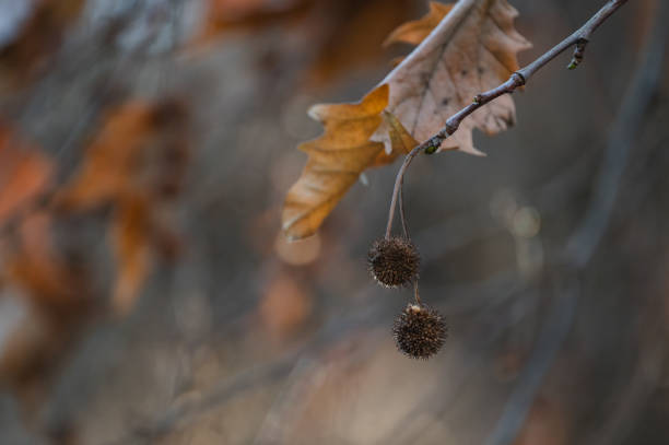 Close-up of dry autumn leaves and spherical seed pods hanging from a tree branch. The muted background emphasizes the natural texture and seasonal detail of the foliage.