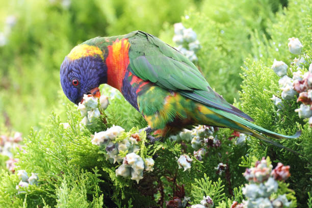 istock Close up of a Rainbow Lorikeet 2193462233