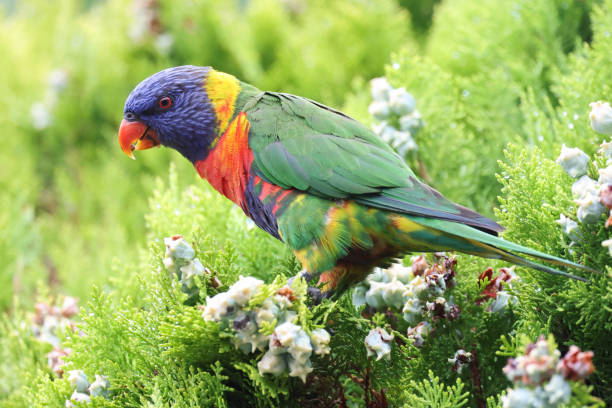 istock Close up of a Rainbow Lorikeet 2193462235