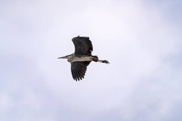 istock a heron flying in the cloudy sky 2193462334