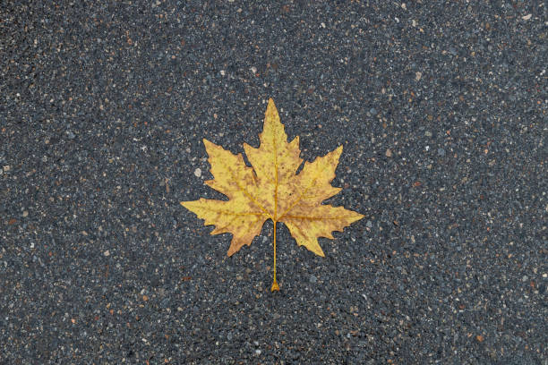 istock A yellow maple leaf resting on asphalt in Lugano 2193462337