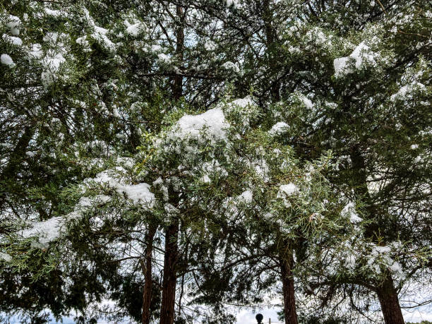 January Snowfall In Atlanta Georgia