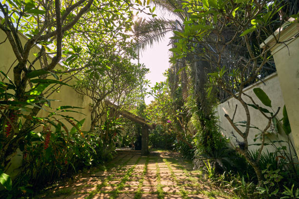 istock Sunlit garden path with green plants, palm trees, stone tiles. Peaceful botanical setting, ideal for gardening enthusiasts, eco retreats, tropical landscaping, wellness. Natural hideaway. 2193464167