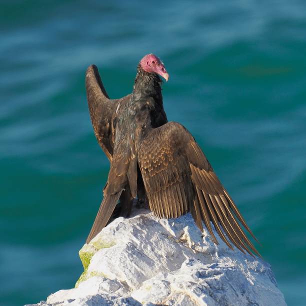 istock A Turkey Vulture rests on rocks in northern Chile. 2193464947