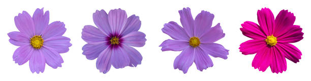 istock Collection of cosmos flower isolated on white background, clipping path 2193471956