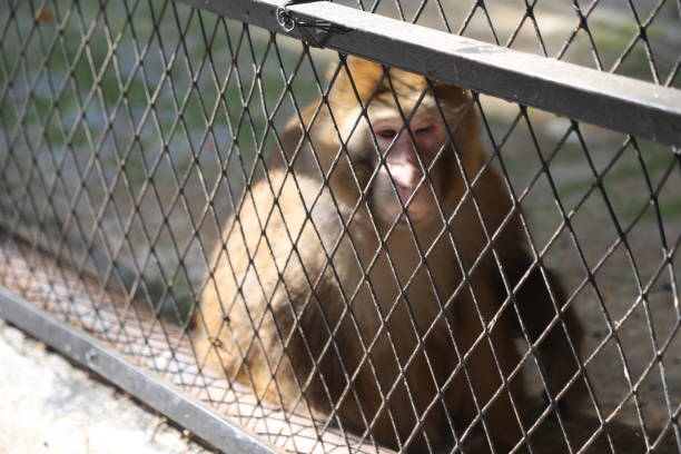 Squirrel monkey in zoo
