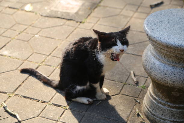 A black and white cat sits on the ground, its mouth open, teeth and tongue visible, in a city park