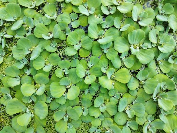 istock Pistia stratiotes or Water cabbage in rice field 2193477540